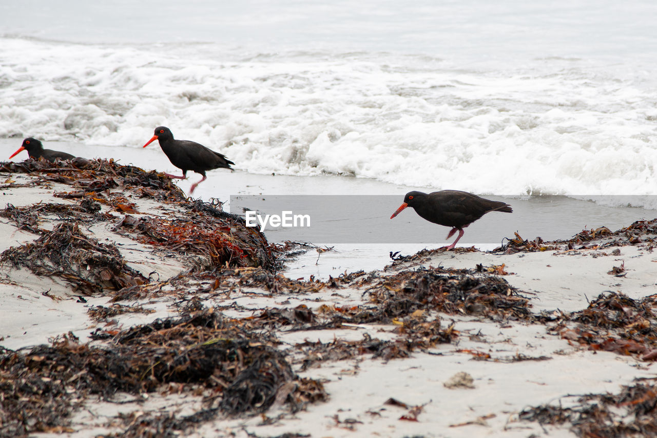 Black seagulls on beach