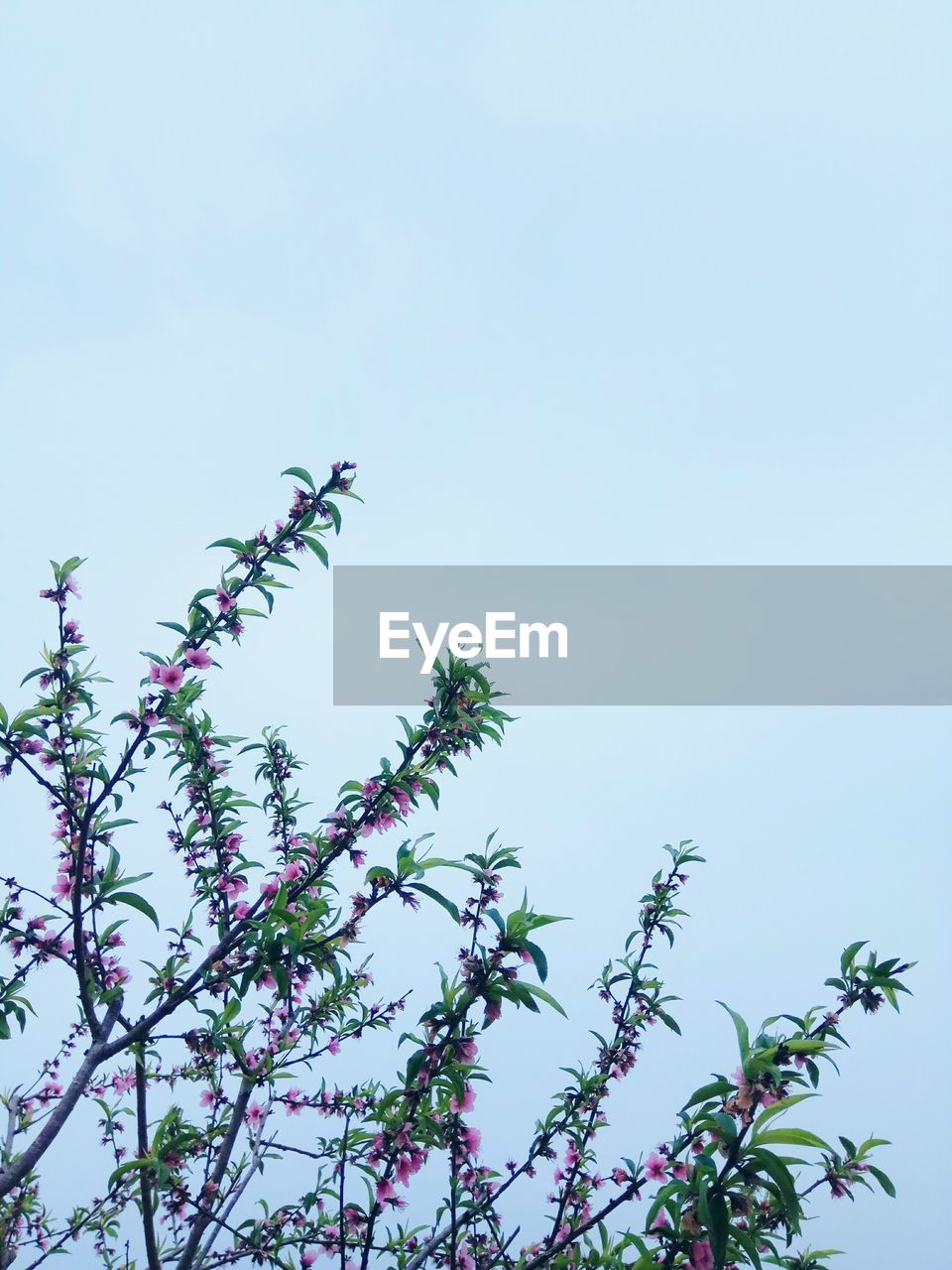 LOW ANGLE VIEW OF BIRD PERCHING ON FLOWER TREE AGAINST CLEAR SKY