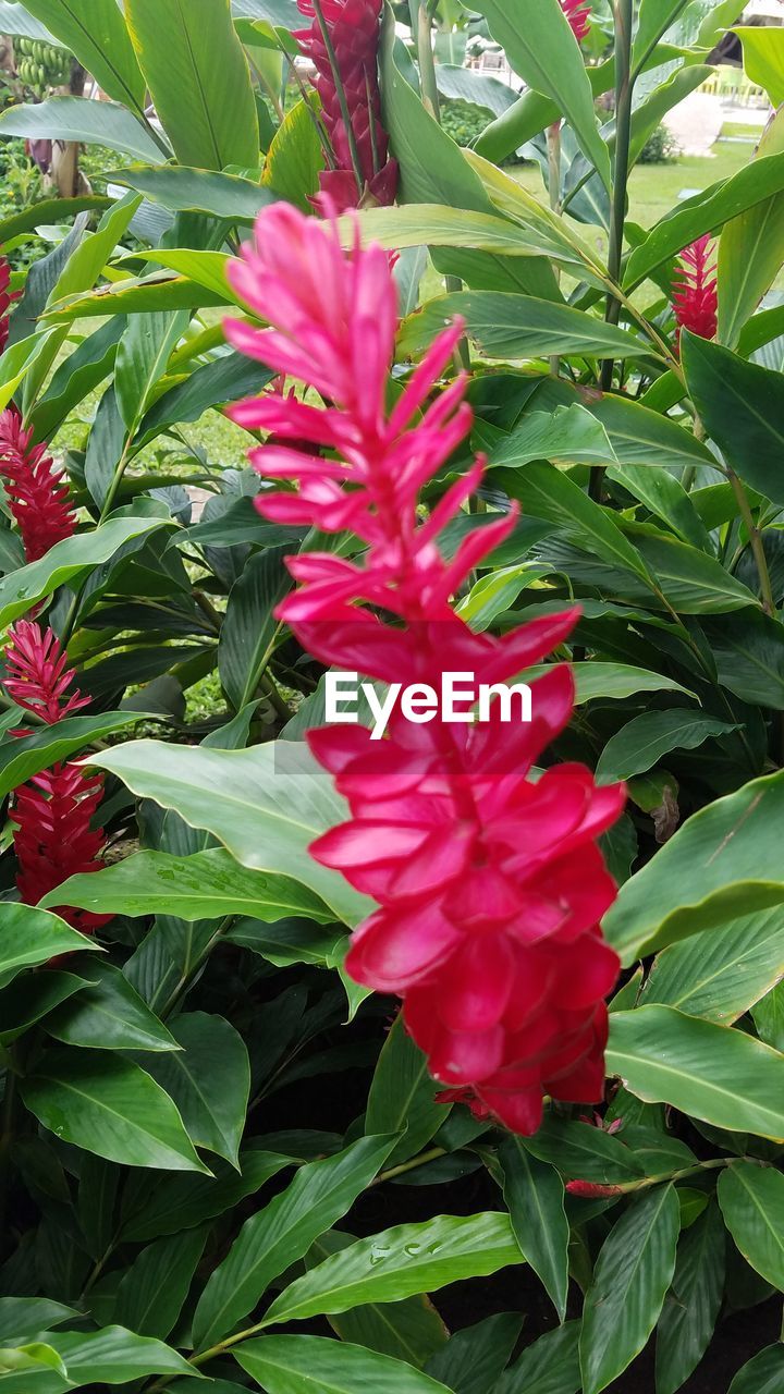 CLOSE-UP OF RED FLOWER