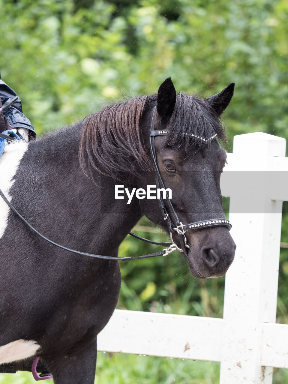 CLOSE-UP OF A HORSE