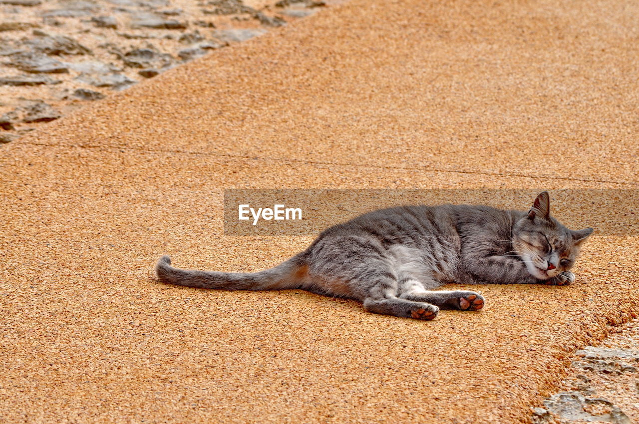 Stray cat sleeping on footpath