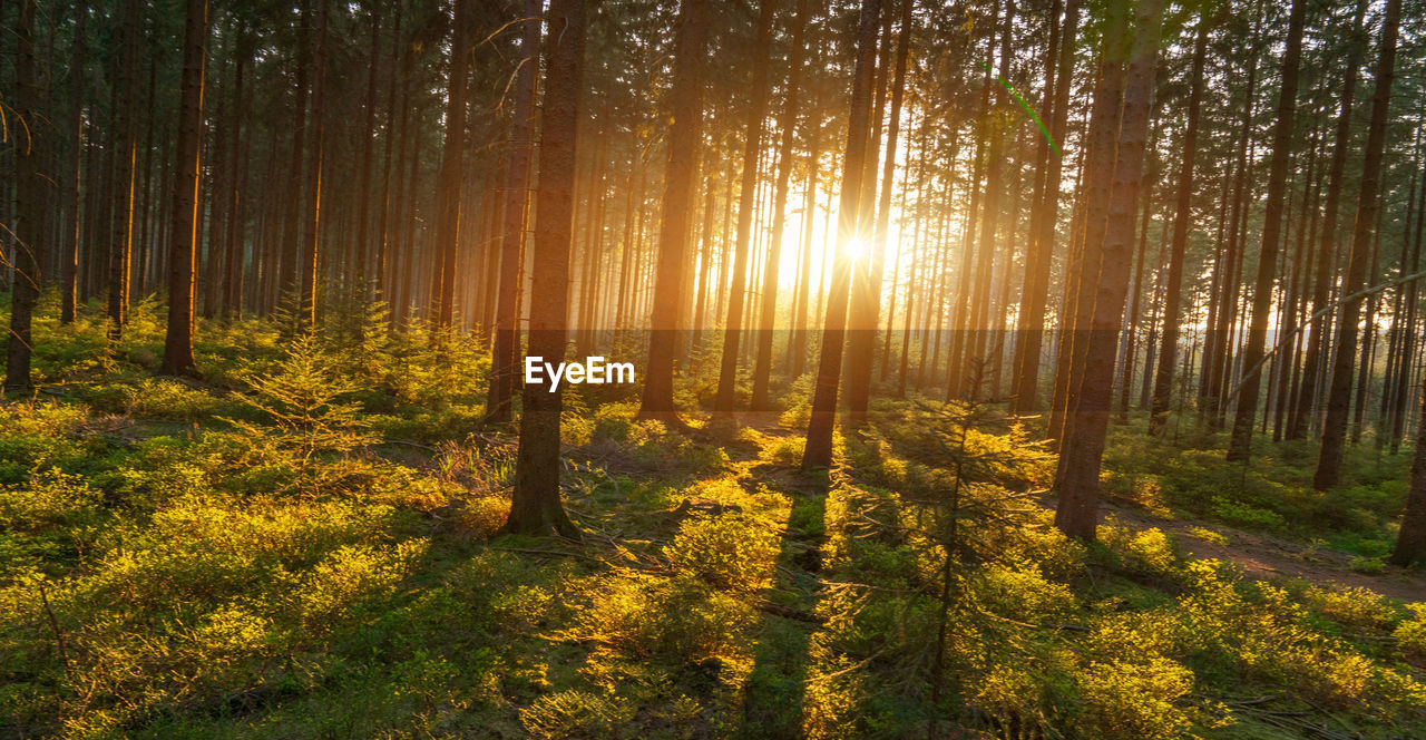 VIEW OF TREES IN FOREST