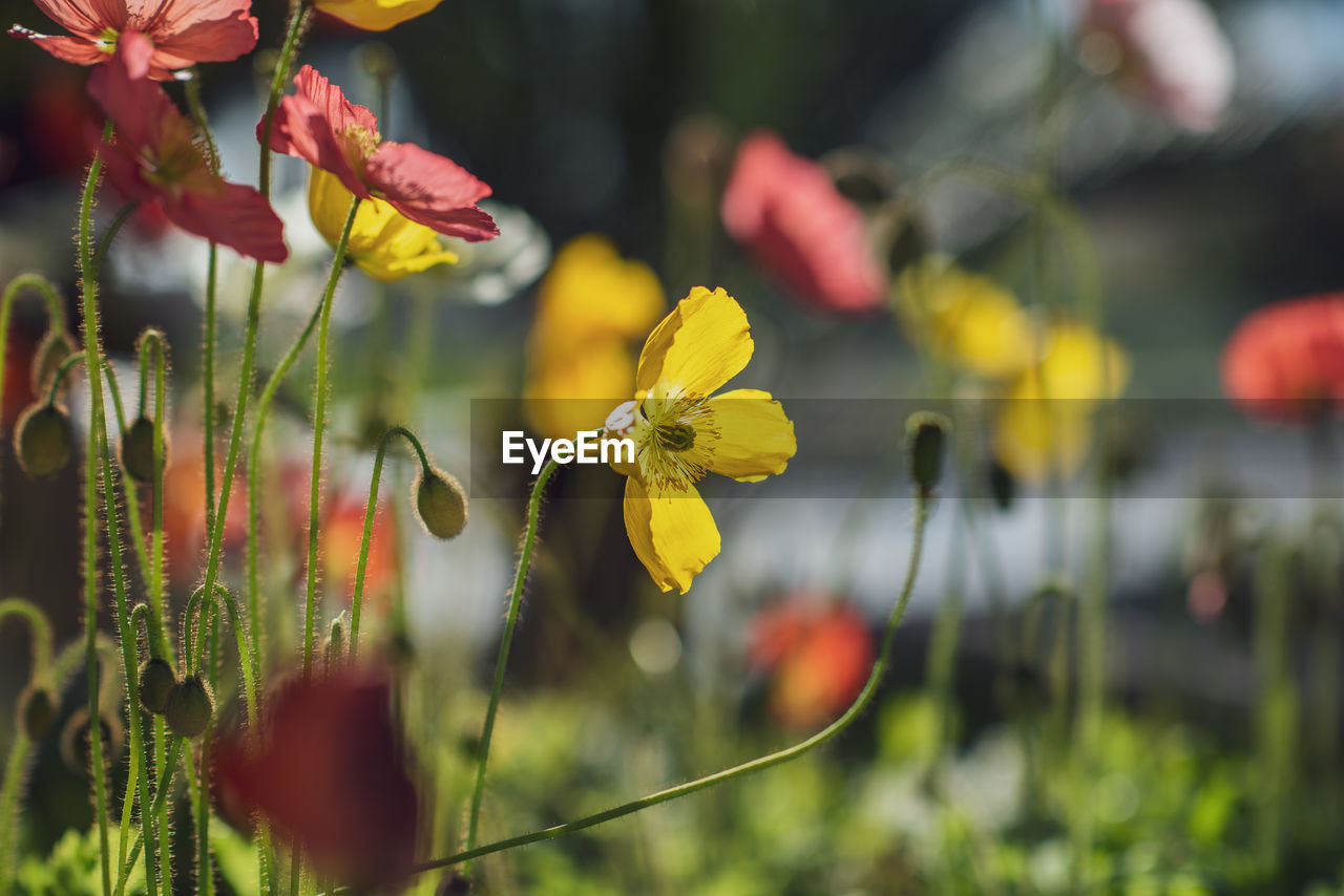 plant, flower, flowering plant, beauty in nature, freshness, nature, yellow, growth, close-up, focus on foreground, macro photography, fragility, flower head, outdoors, no people, wildflower, multi colored, springtime, petal, day, selective focus, blossom, environment, meadow, sunlight, summer, inflorescence, botany, landscape, tranquility, red, land, field