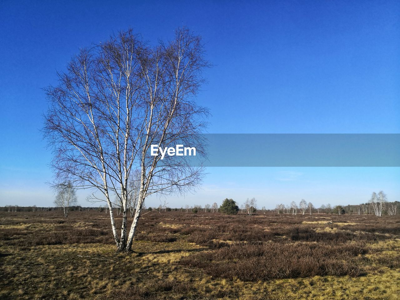 BARE TREE ON FIELD AGAINST BLUE SKY