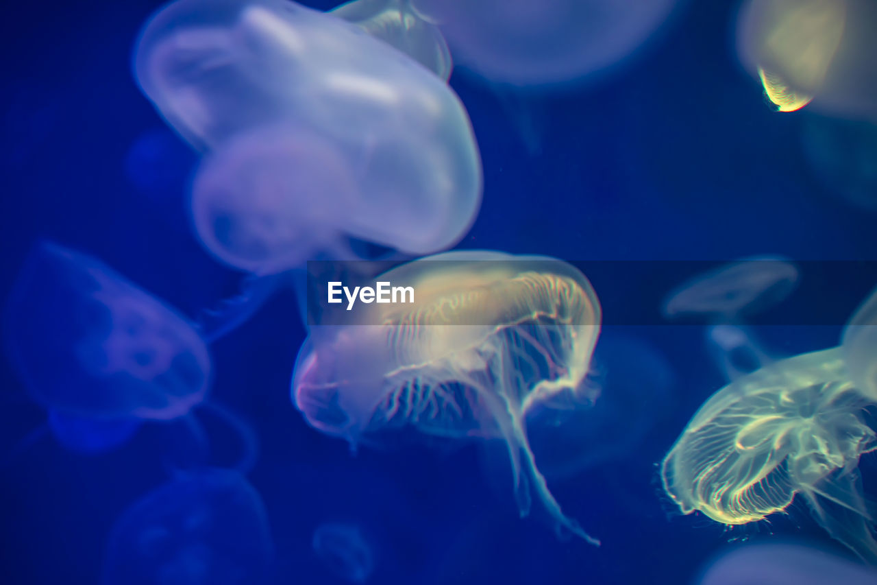 Close-up of jellyfish in sea