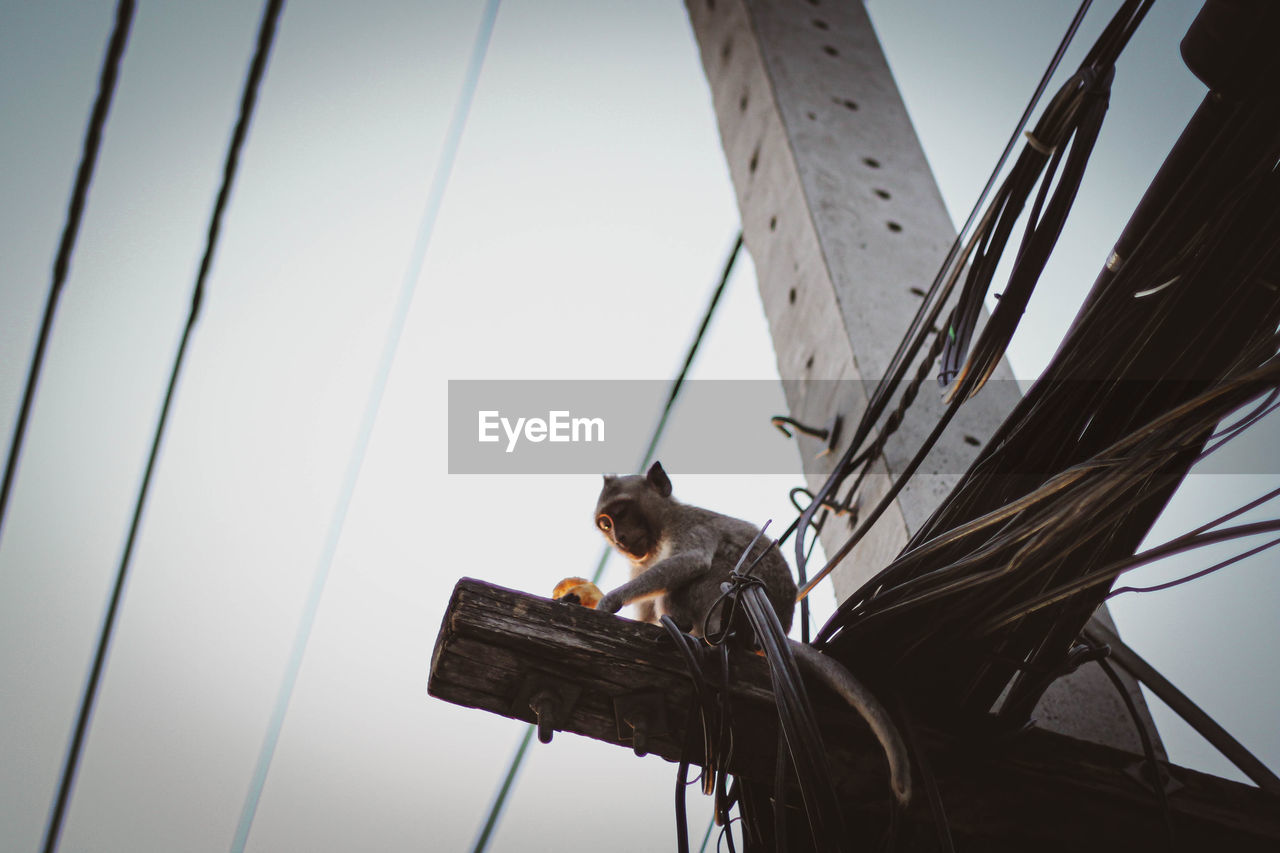 Low angle view of bird perching on cable against sky