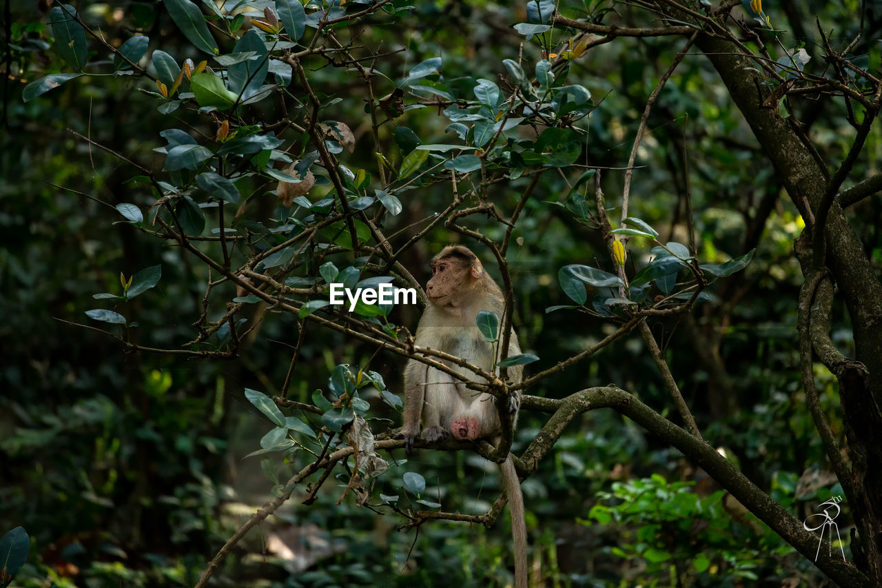 BIRD PERCHING ON A BRANCH