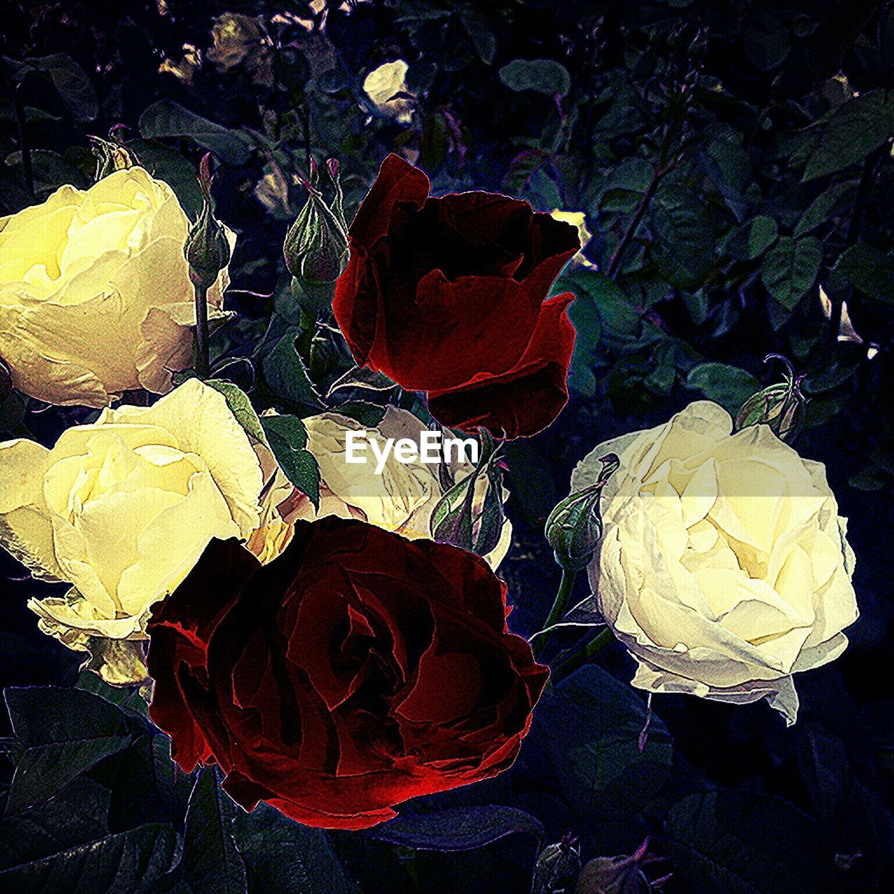 CLOSE-UP OF ROSES