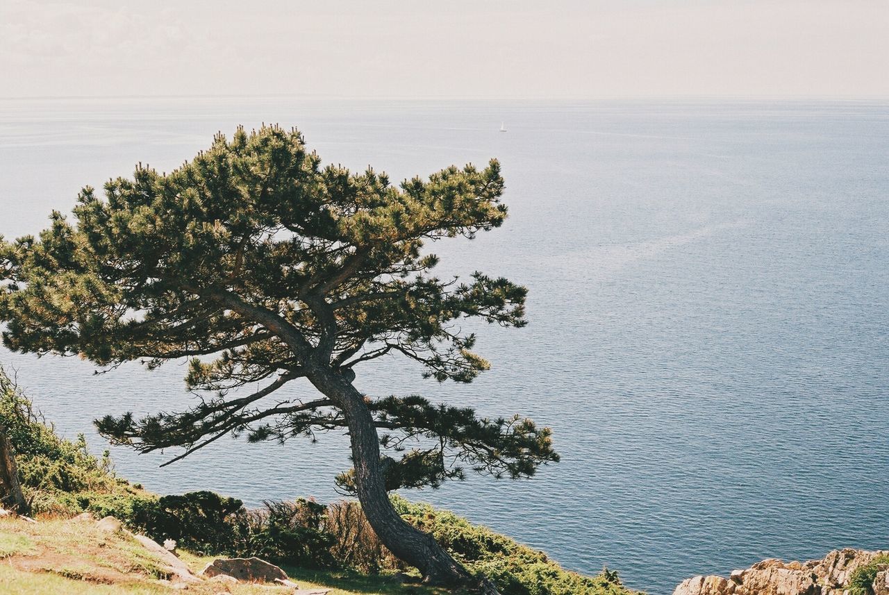 Tree by sea against sky