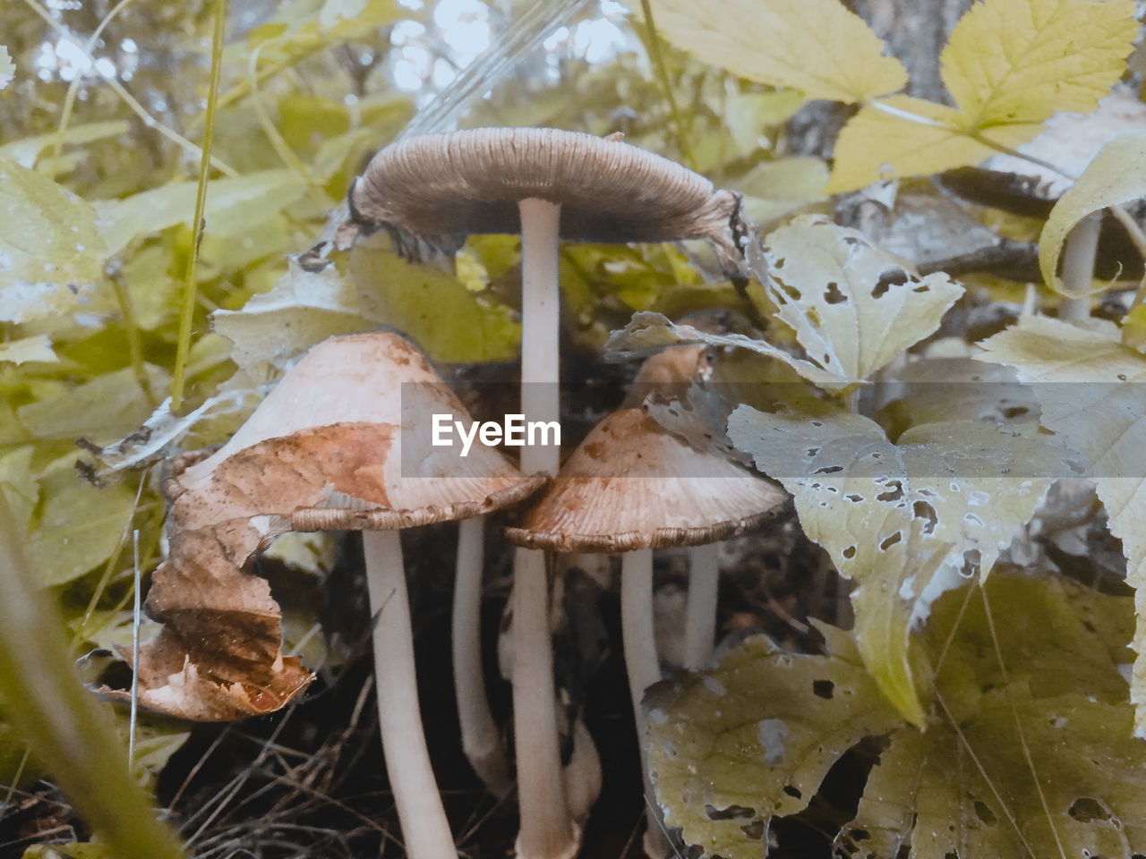 CLOSE-UP OF MUSHROOMS GROWING ON LAND