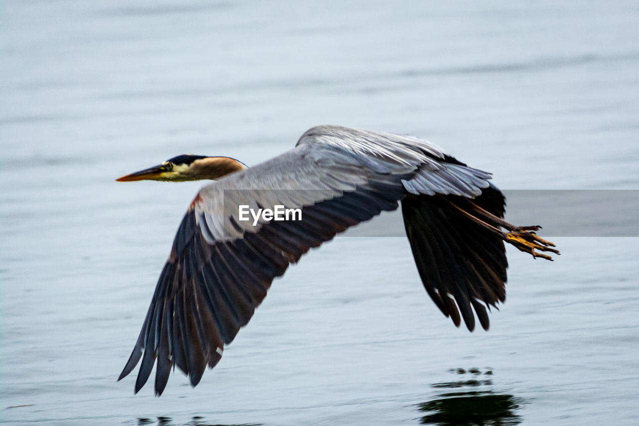 BIRDS FLYING OVER LAKE