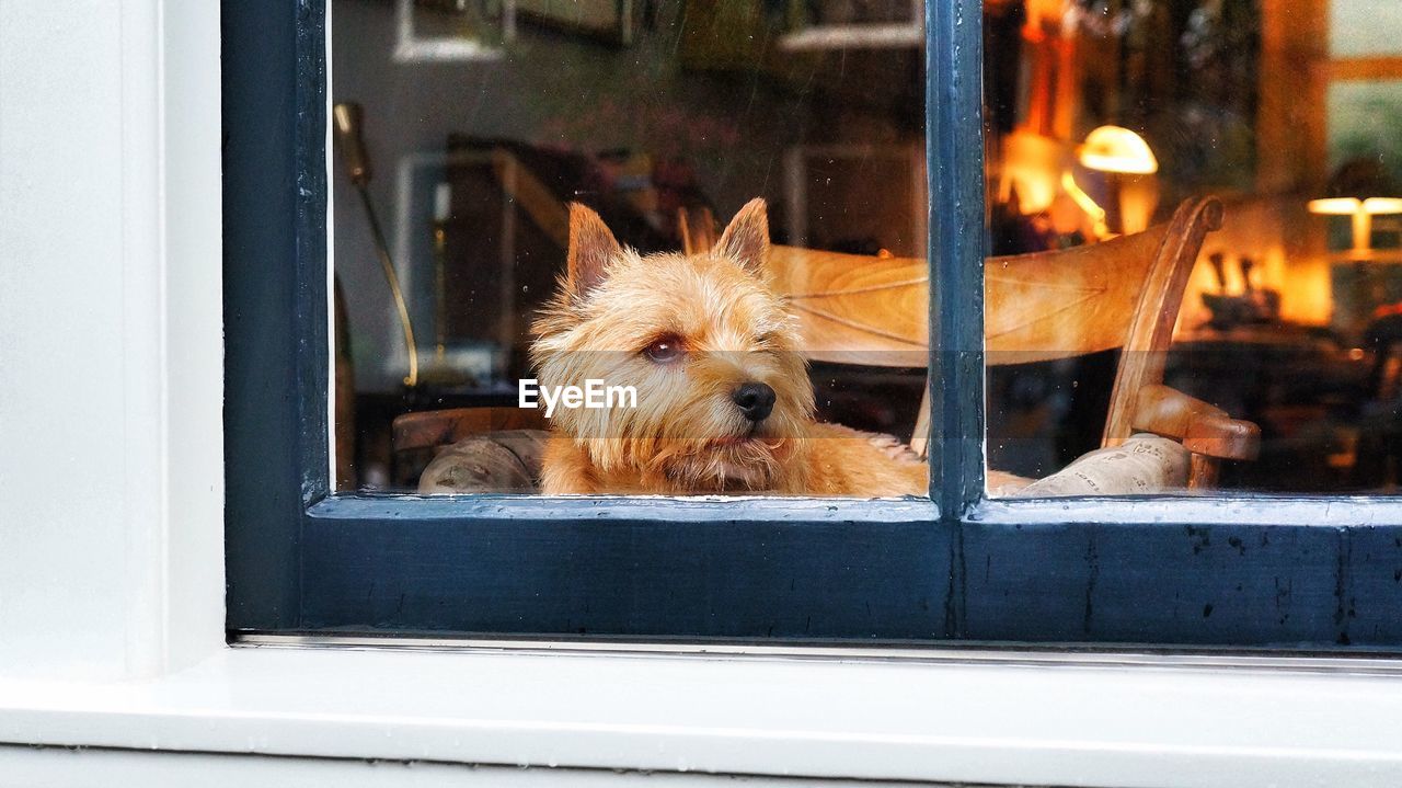 CLOSE-UP PORTRAIT OF A DOG LOOKING THROUGH WINDOW