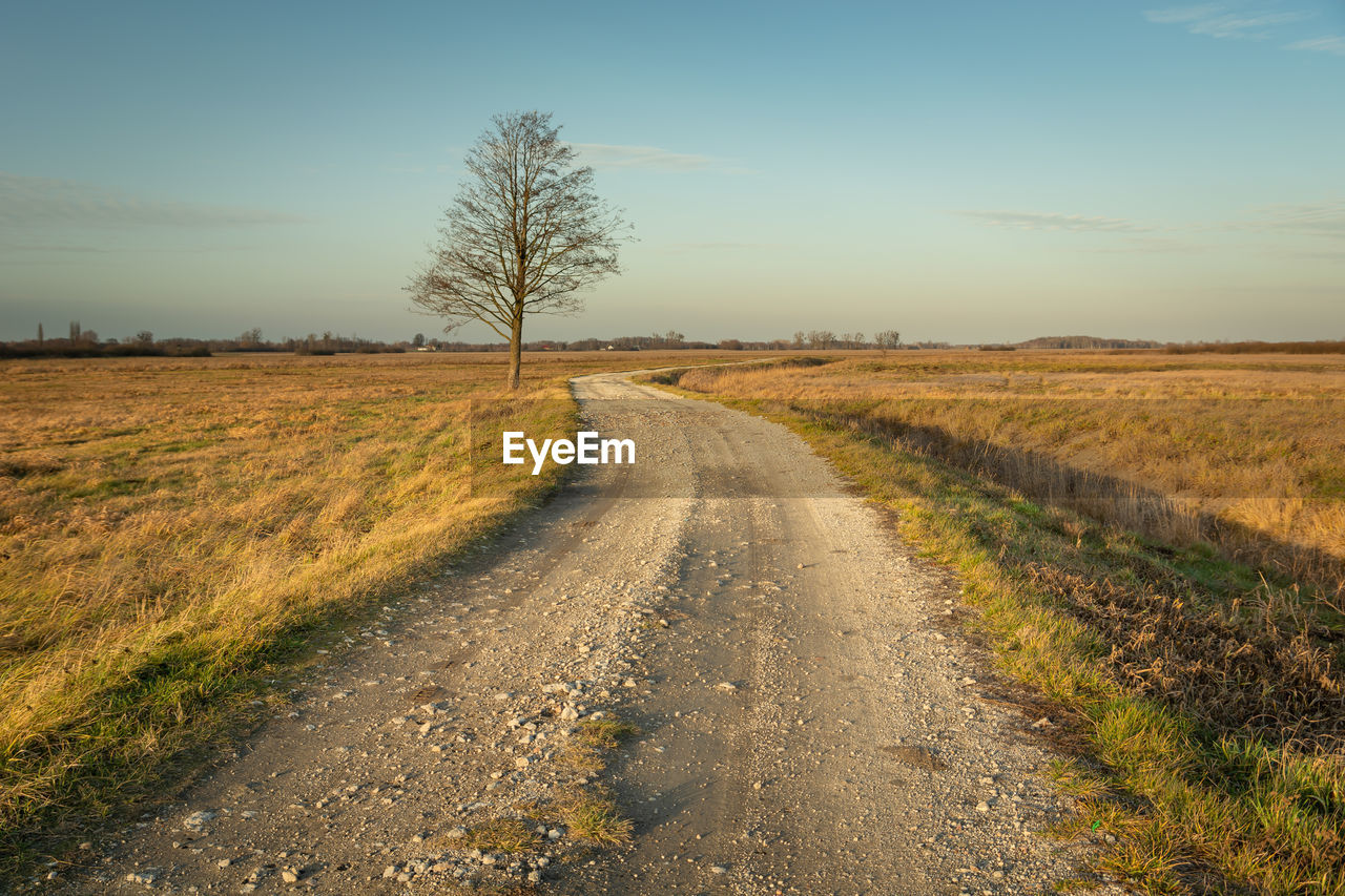 Dirt road and a lonely tree