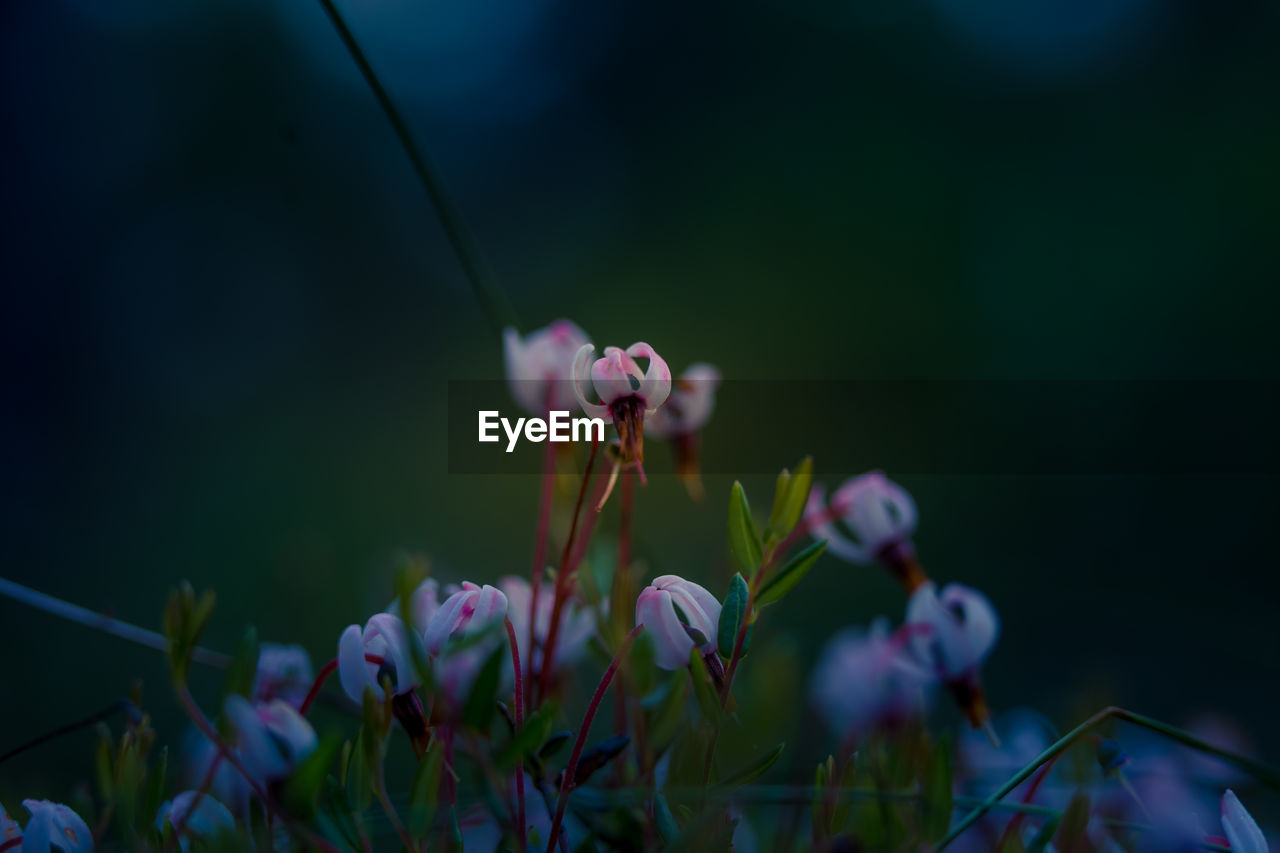 CLOSE-UP OF PURPLE FLOWER