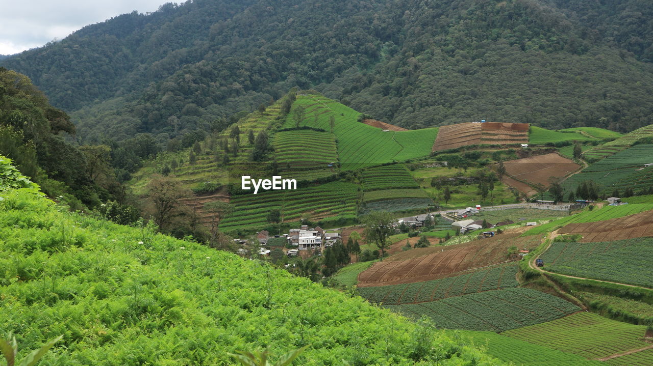 high angle view of agricultural field against mountain