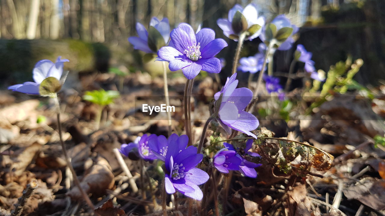 CLOSE-UP OF PURPLE CROCUS FLOWERS ON LAND