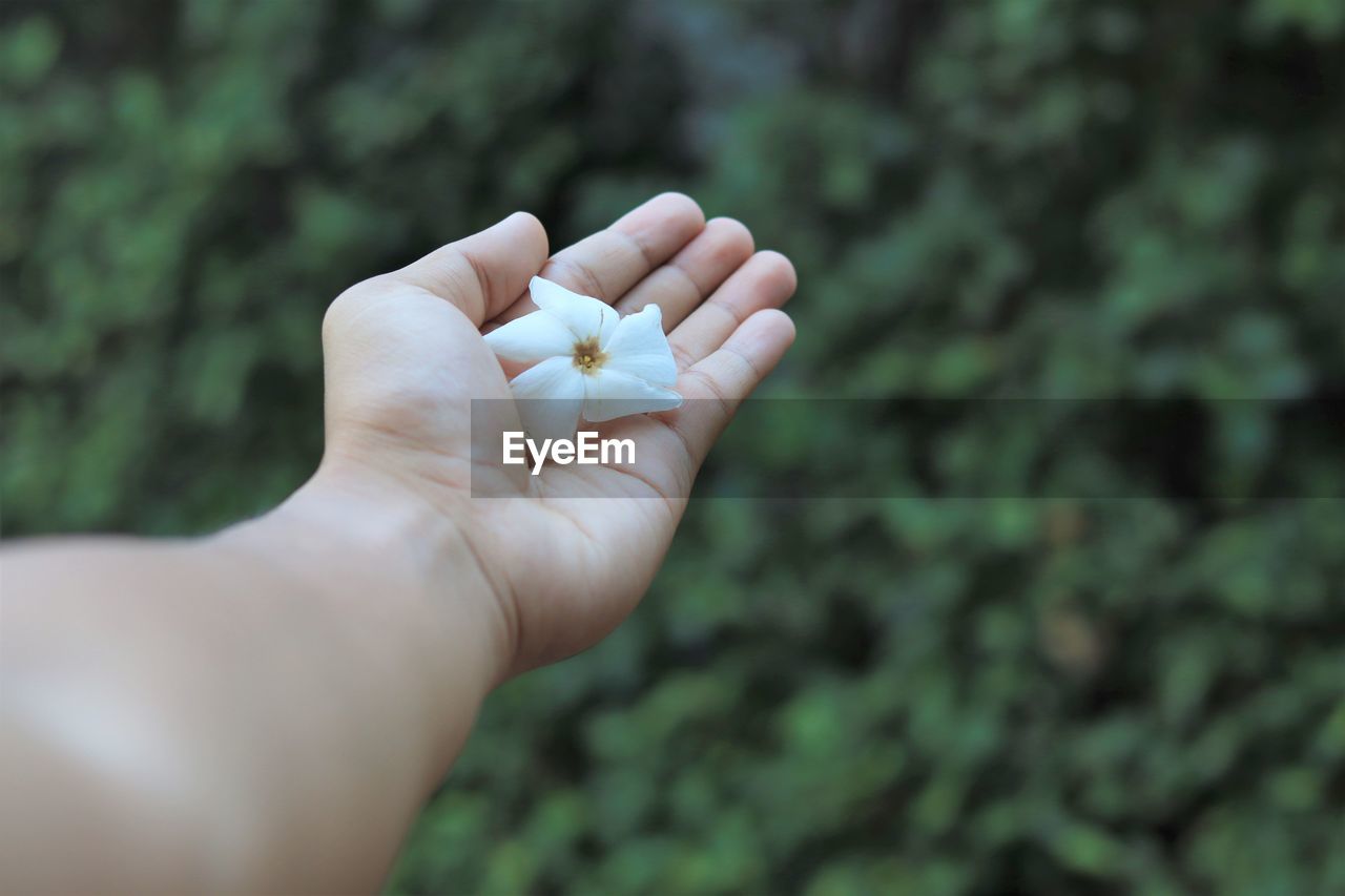 Close-up of hand holding white flower