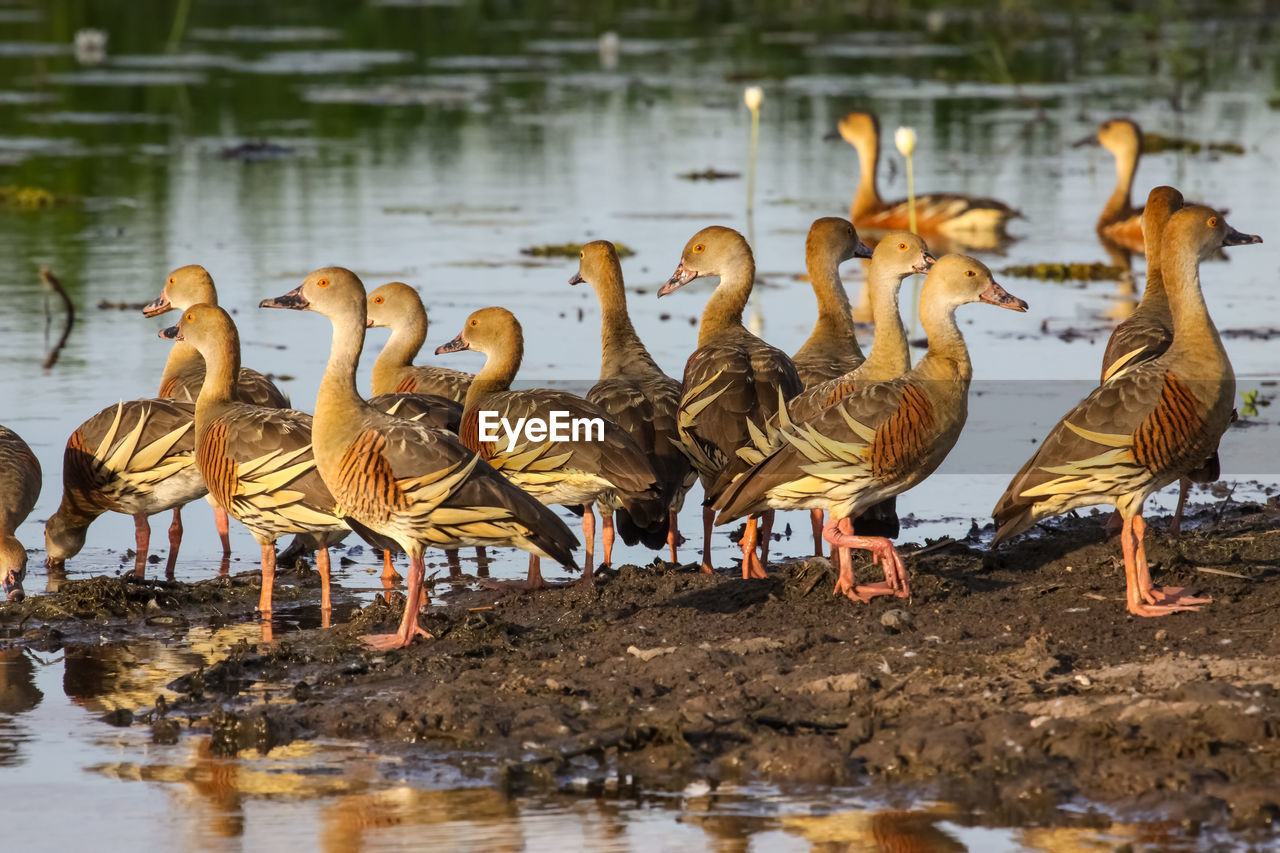 Group of plumed whistling ducks in the warm evening light,