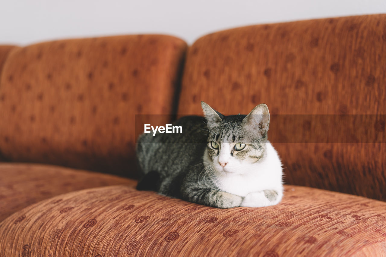 Close-up of cat resting on sofa at home