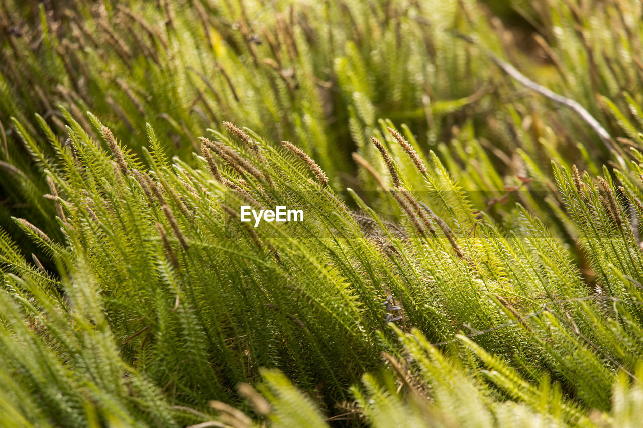 Full frame shot of pine tree