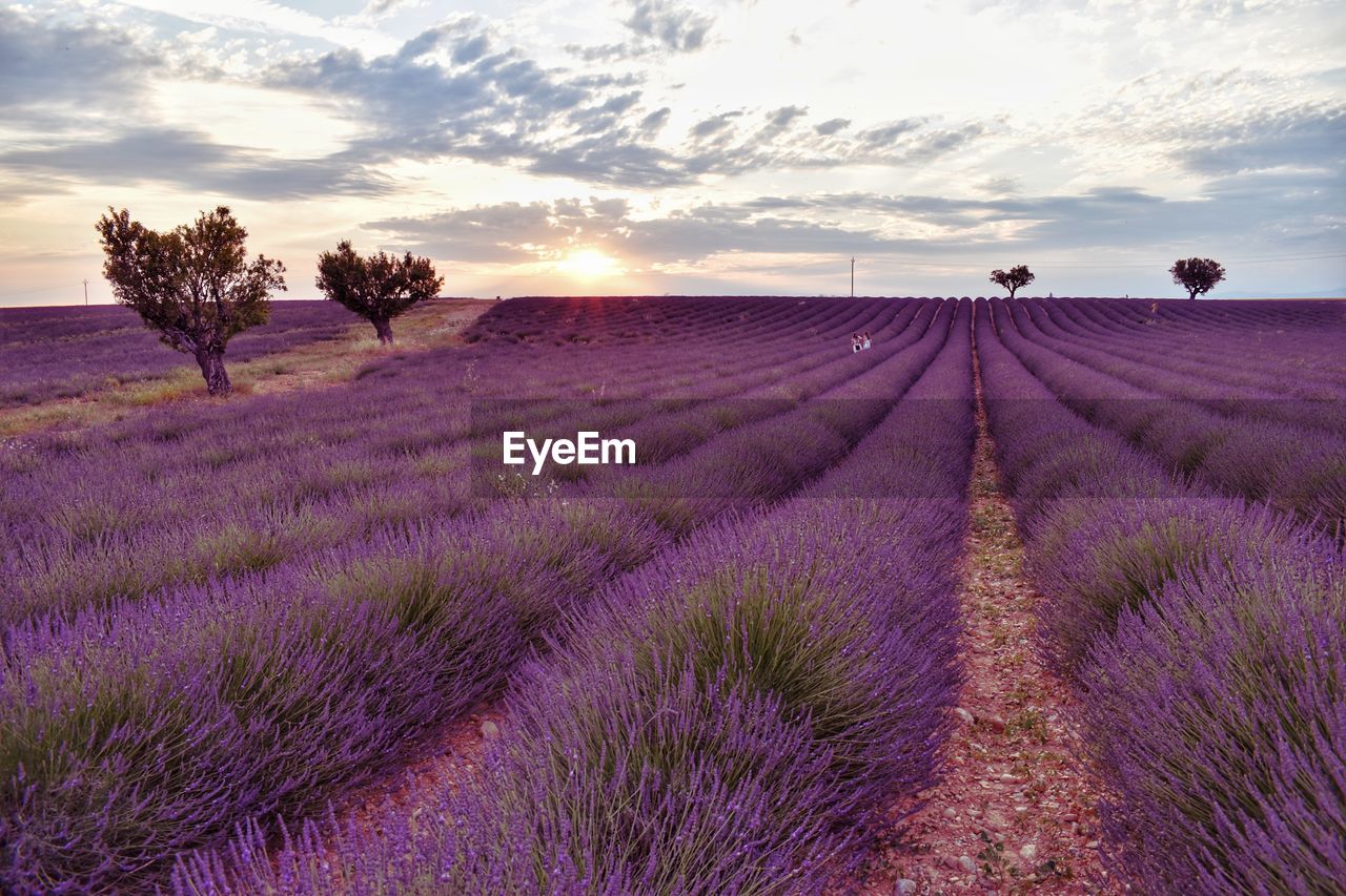 Scenic view of field against sky during sunset