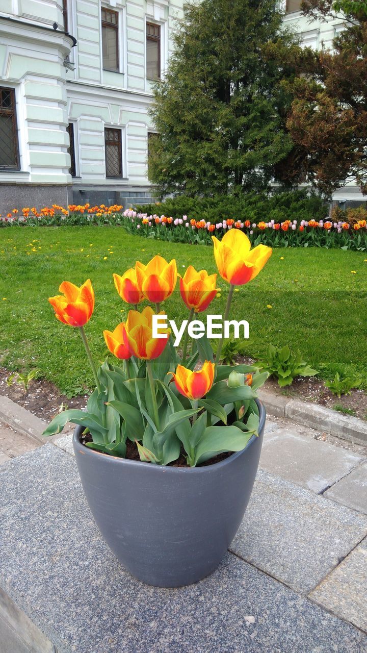 FLOWERS GROWING IN YARD