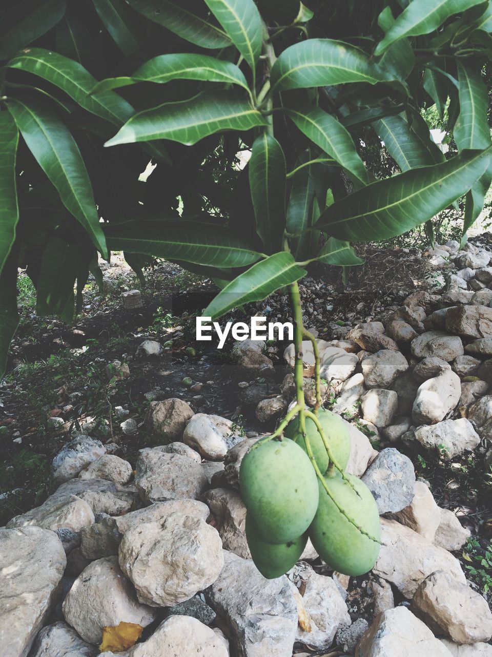 Close-up of mangoes growing on tree