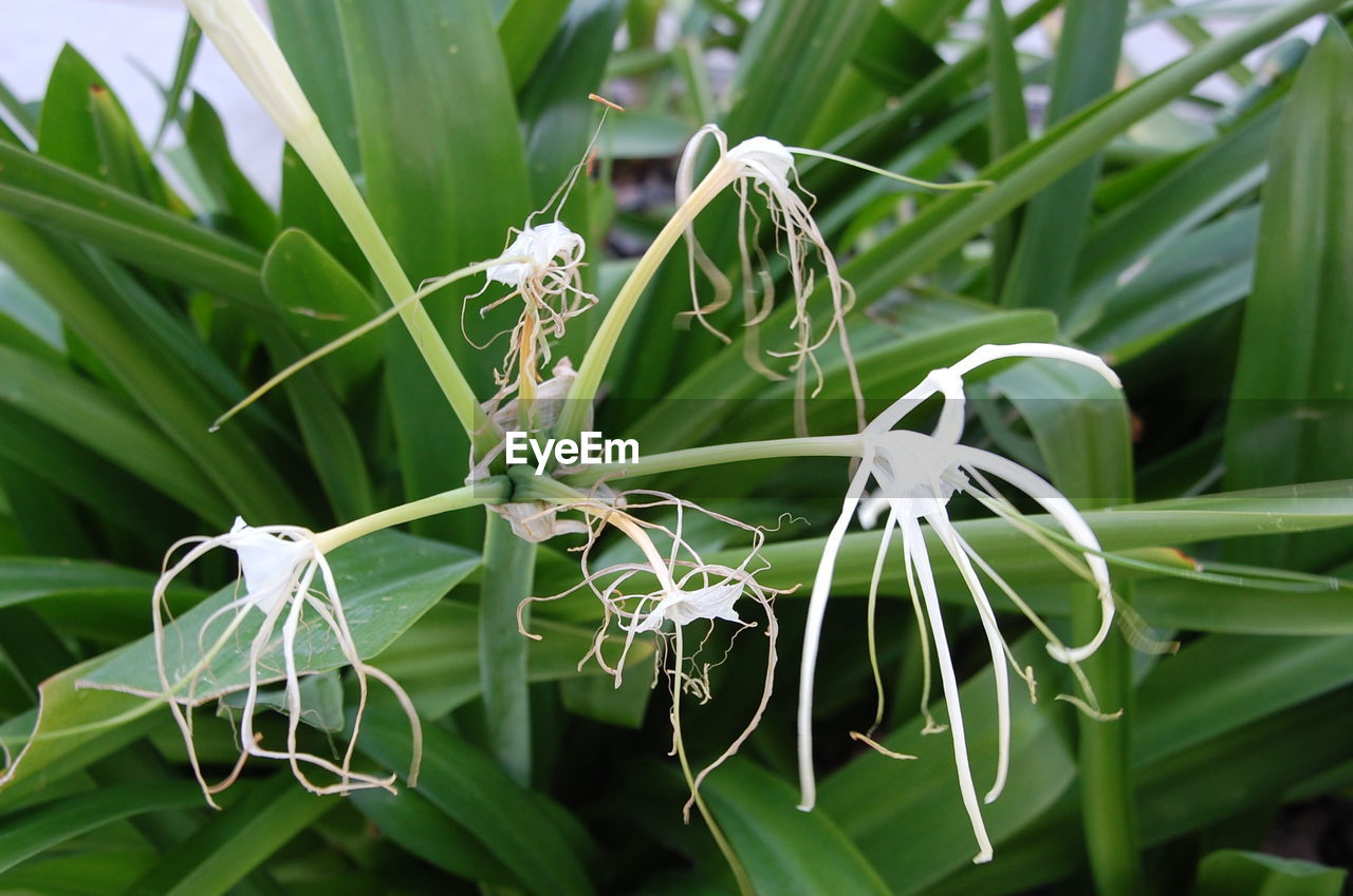 CLOSE-UP OF WHITE FLOWERS