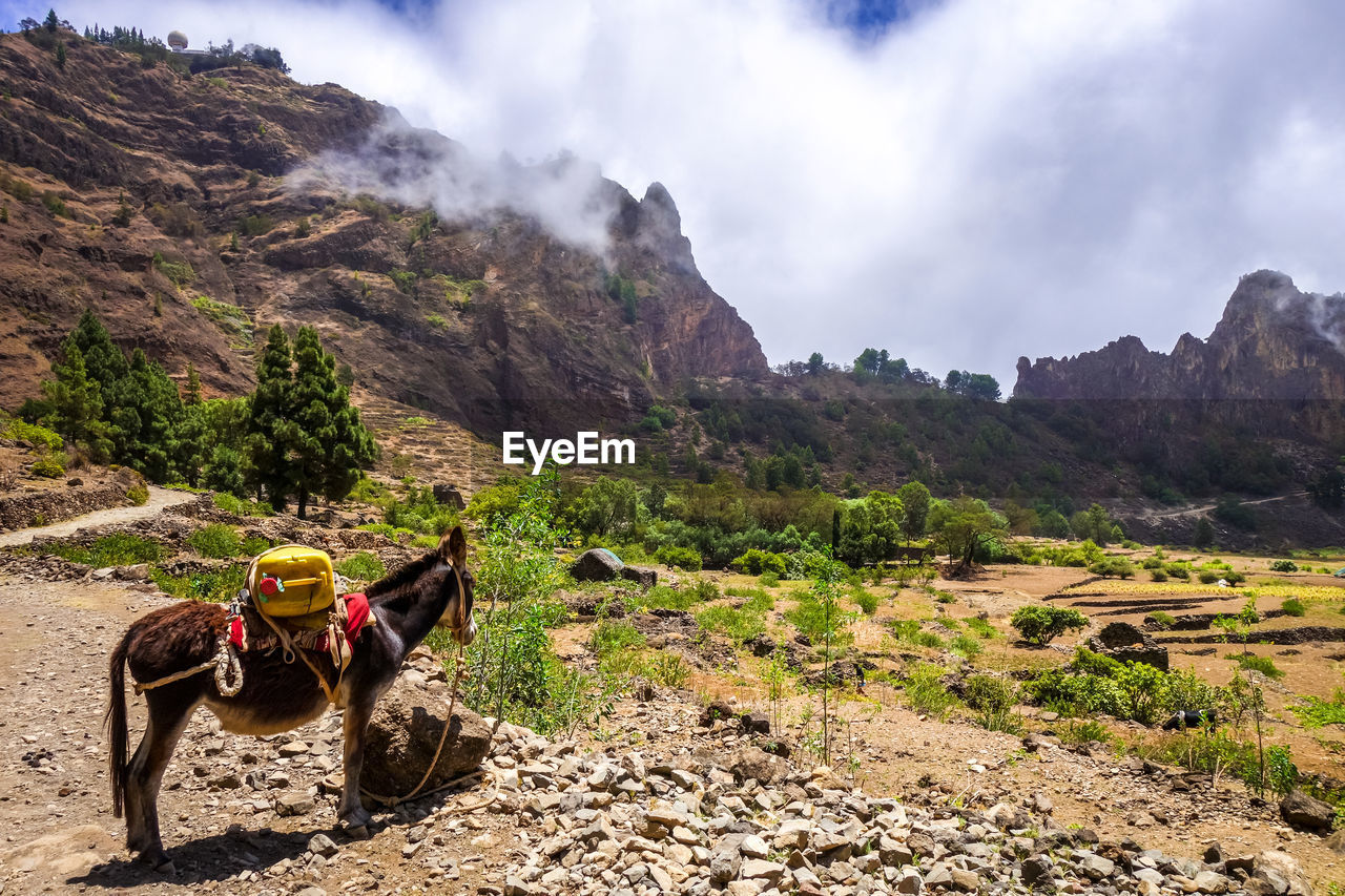 PANORAMIC VIEW OF HORSE CART ON MOUNTAIN