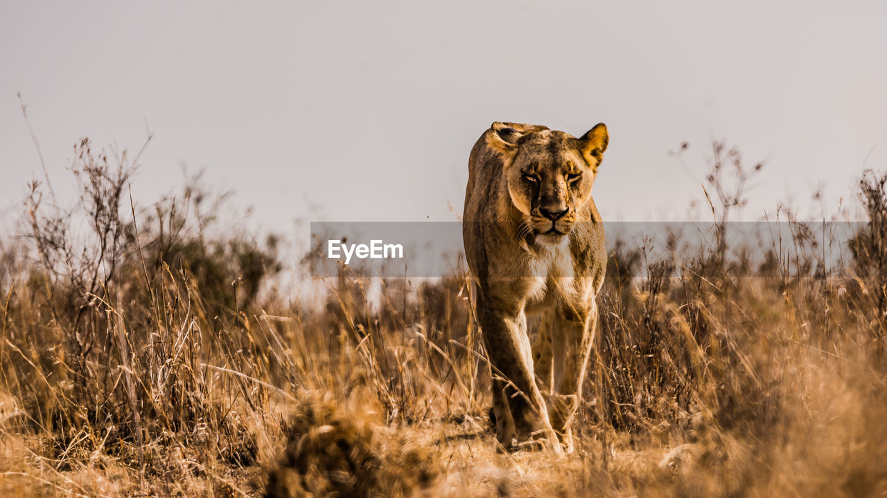 Lioness walking low angle