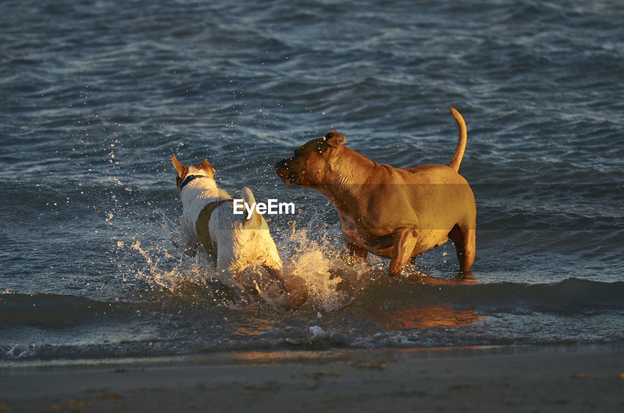 DOGS IN SEA