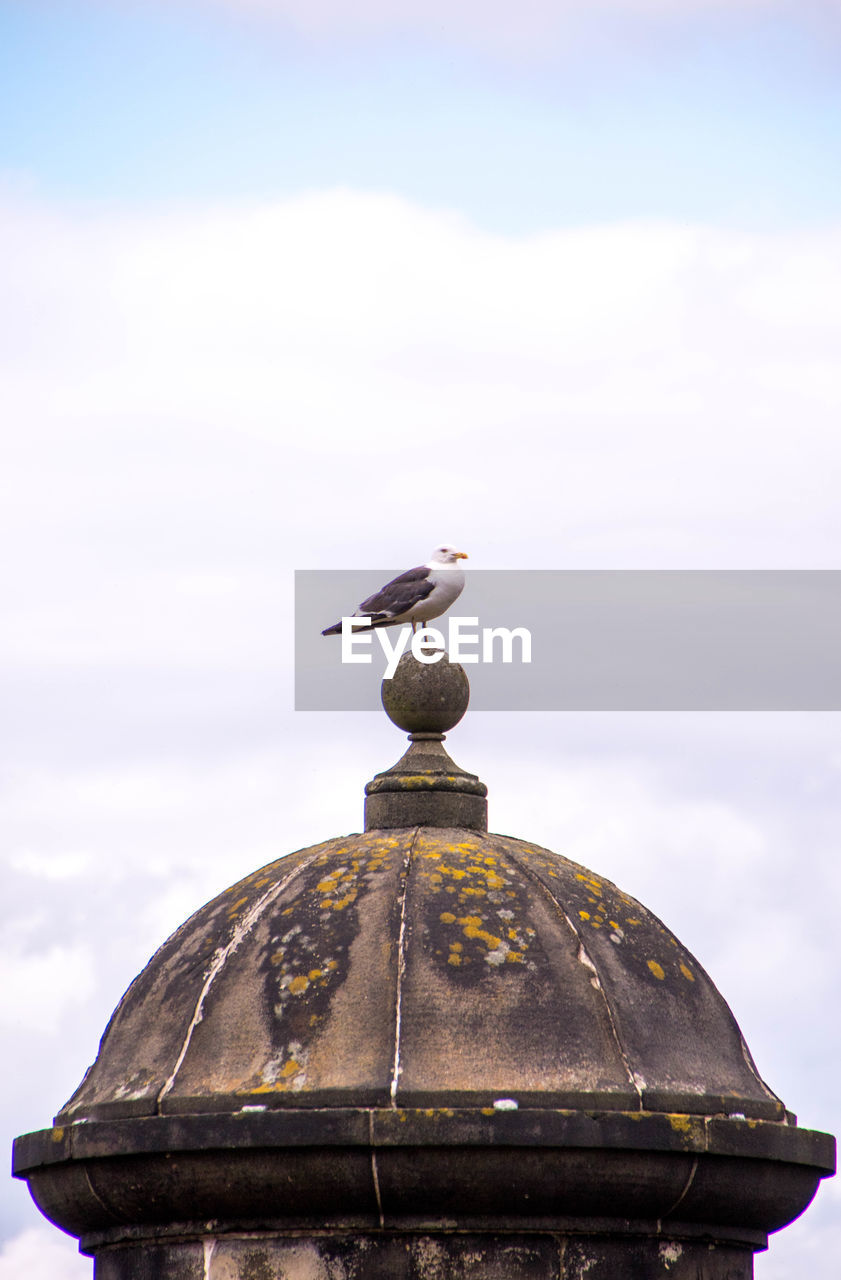 LOW ANGLE VIEW OF SEAGULL ON A ROCK