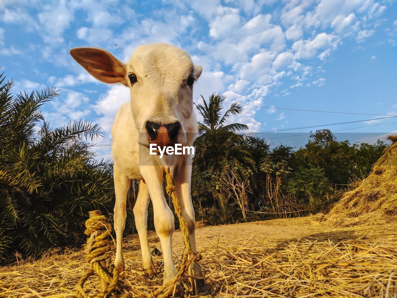 Portrait of cow on field