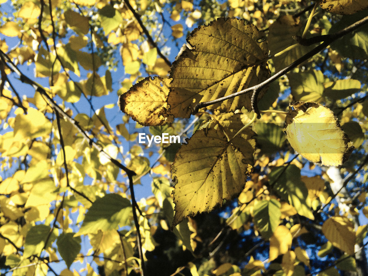 Close-up of autumn leaves on branch
