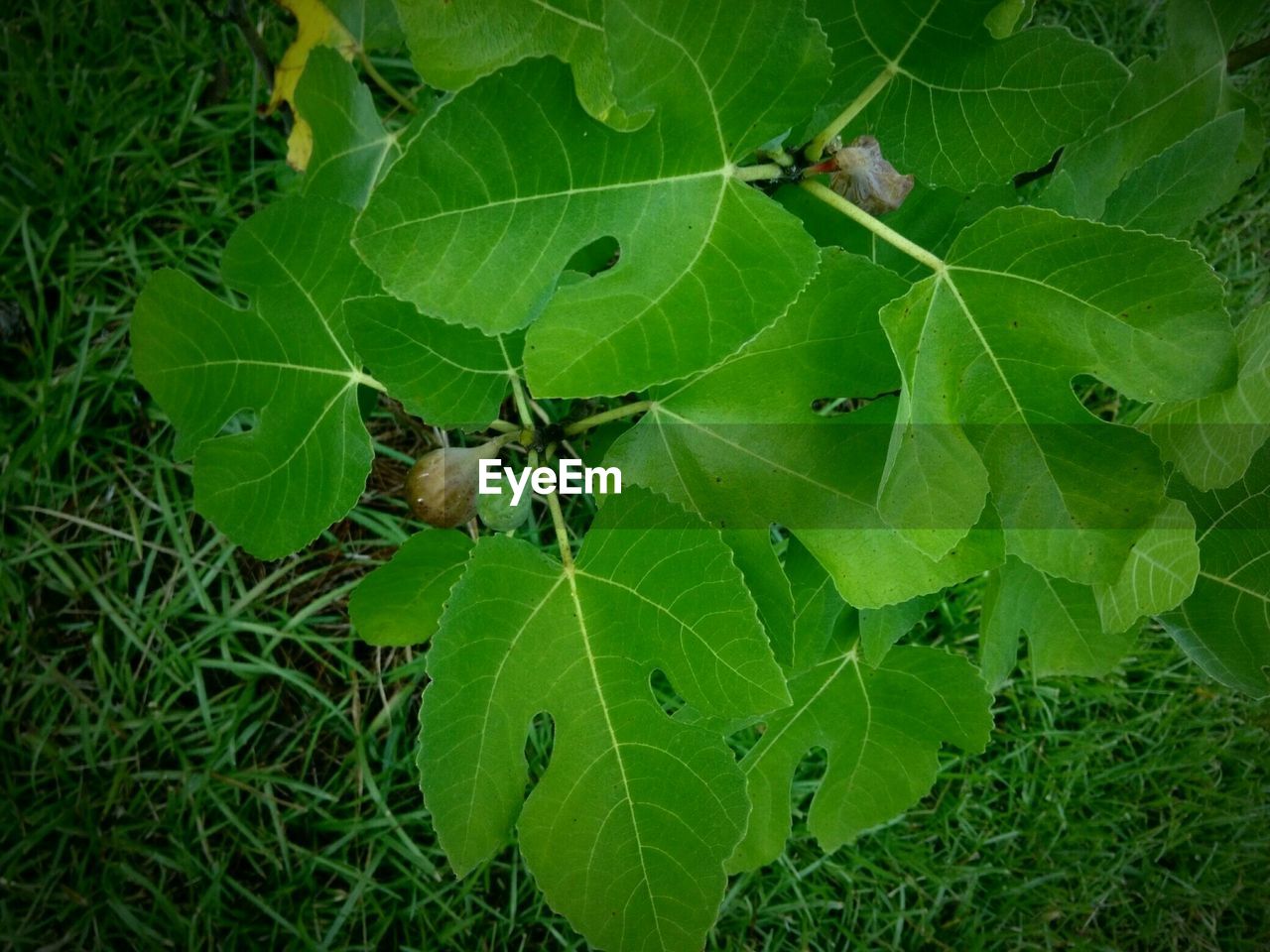 CLOSE-UP OF SPIDER WEB ON PLANT