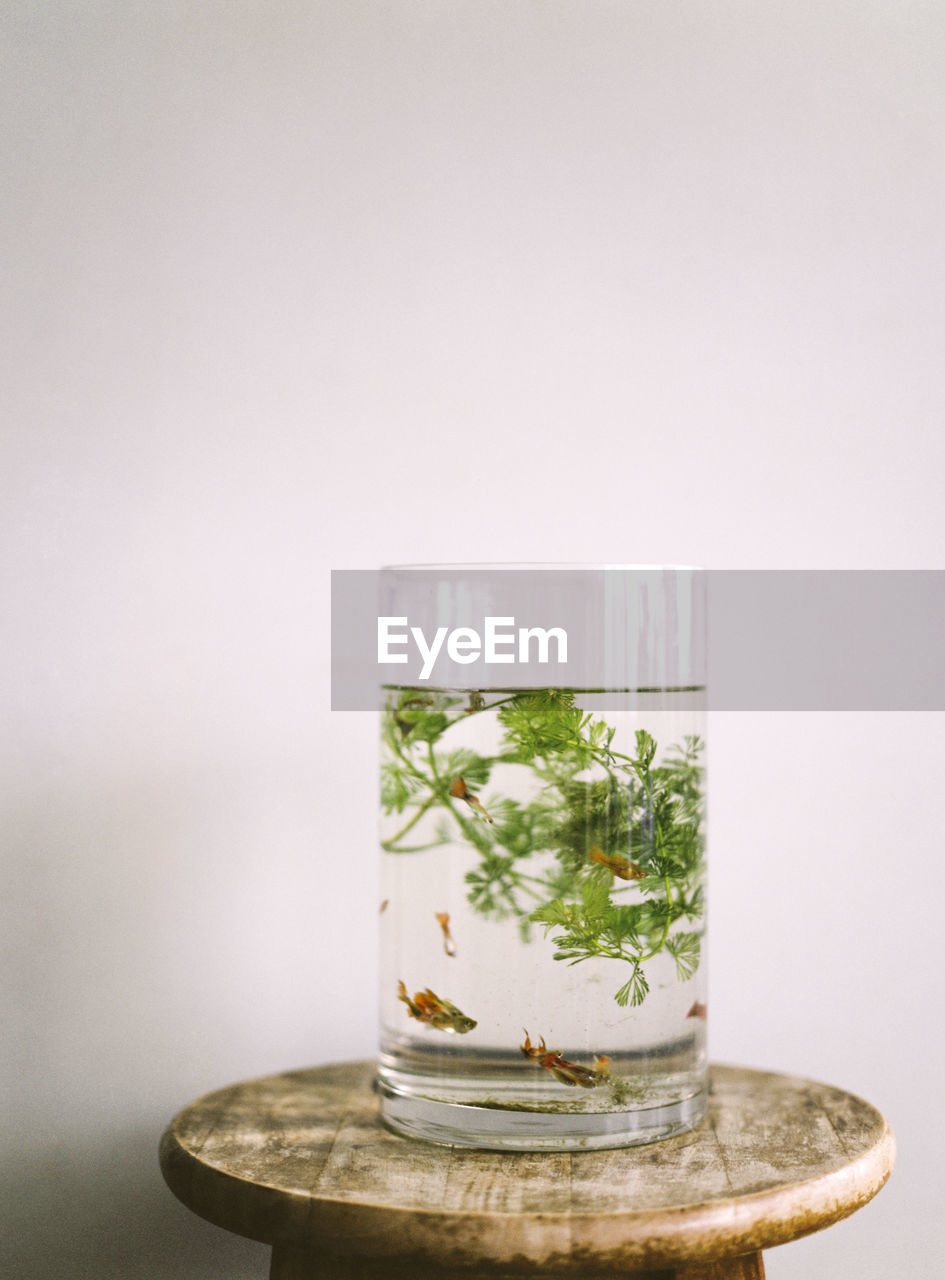 Close-up of fish tank on stool against white wall