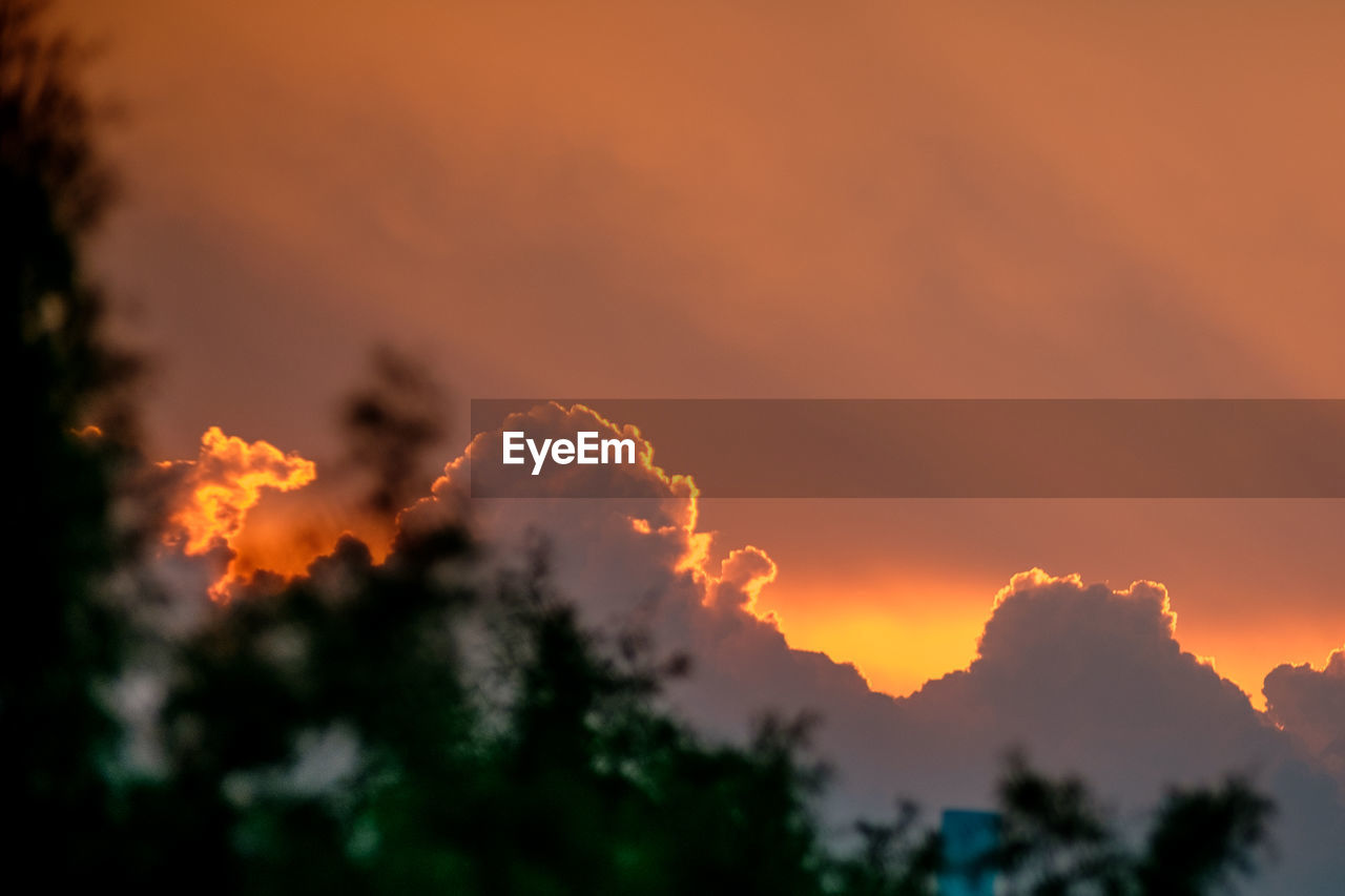 LOW ANGLE VIEW OF SILHOUETTE TREES AGAINST ORANGE SKY