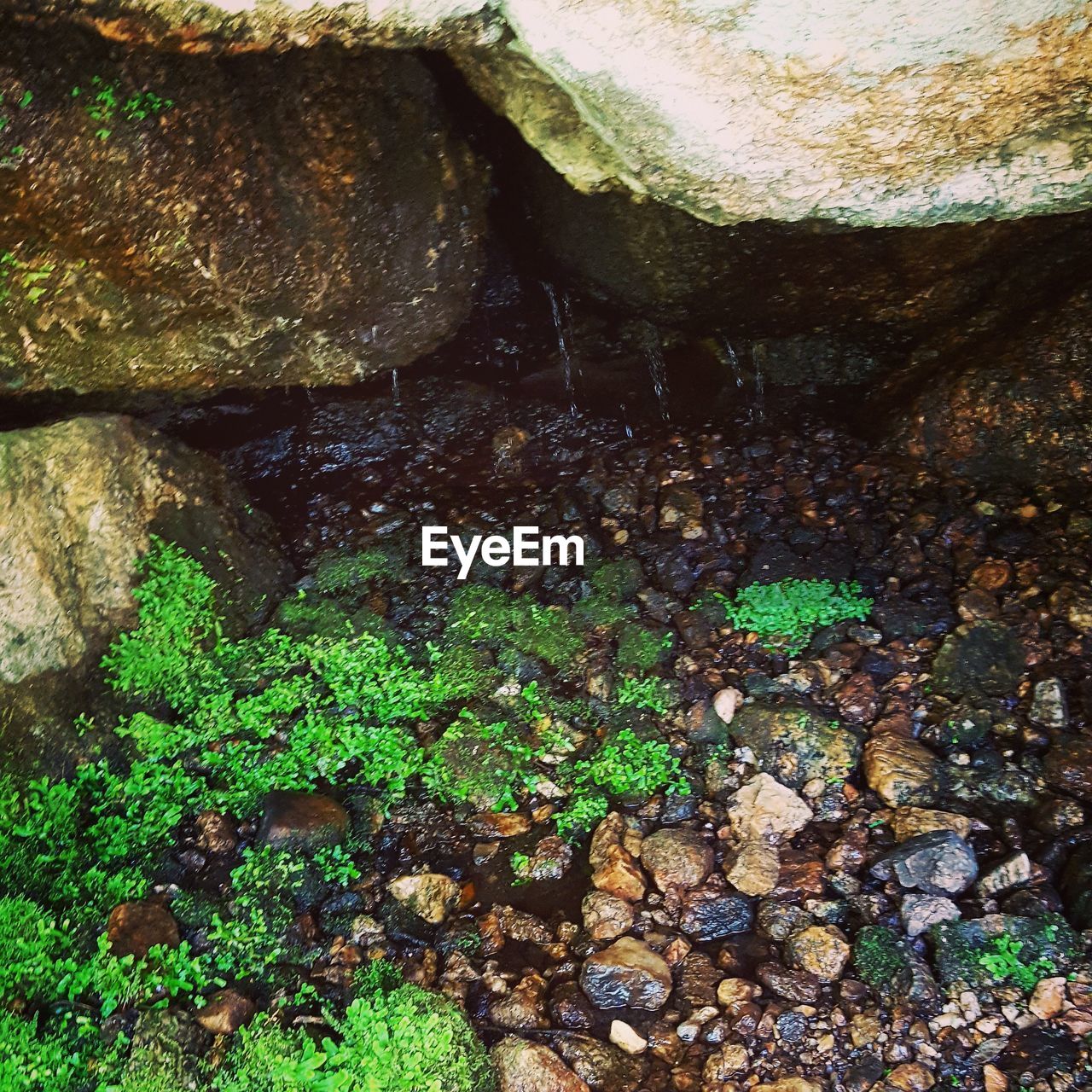 CLOSE-UP OF MOSS GROWING ON ROCKS