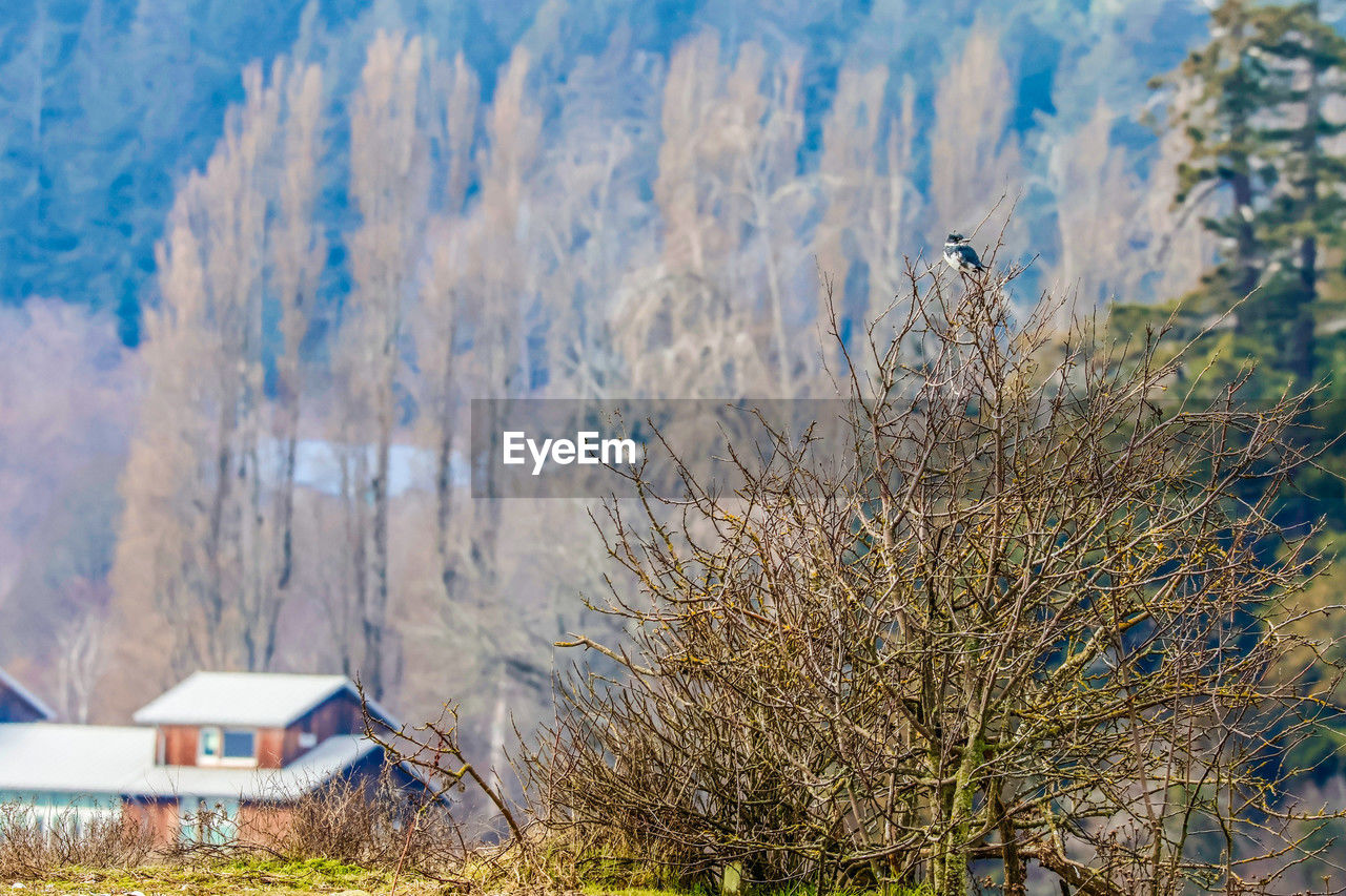 tree, plant, nature, winter, architecture, built structure, no people, building exterior, autumn, building, day, flower, land, snow, landscape, house, mountain, beauty in nature, outdoors, grass, environment, scenics - nature, wilderness, frost, sky, tranquility, field, non-urban scene