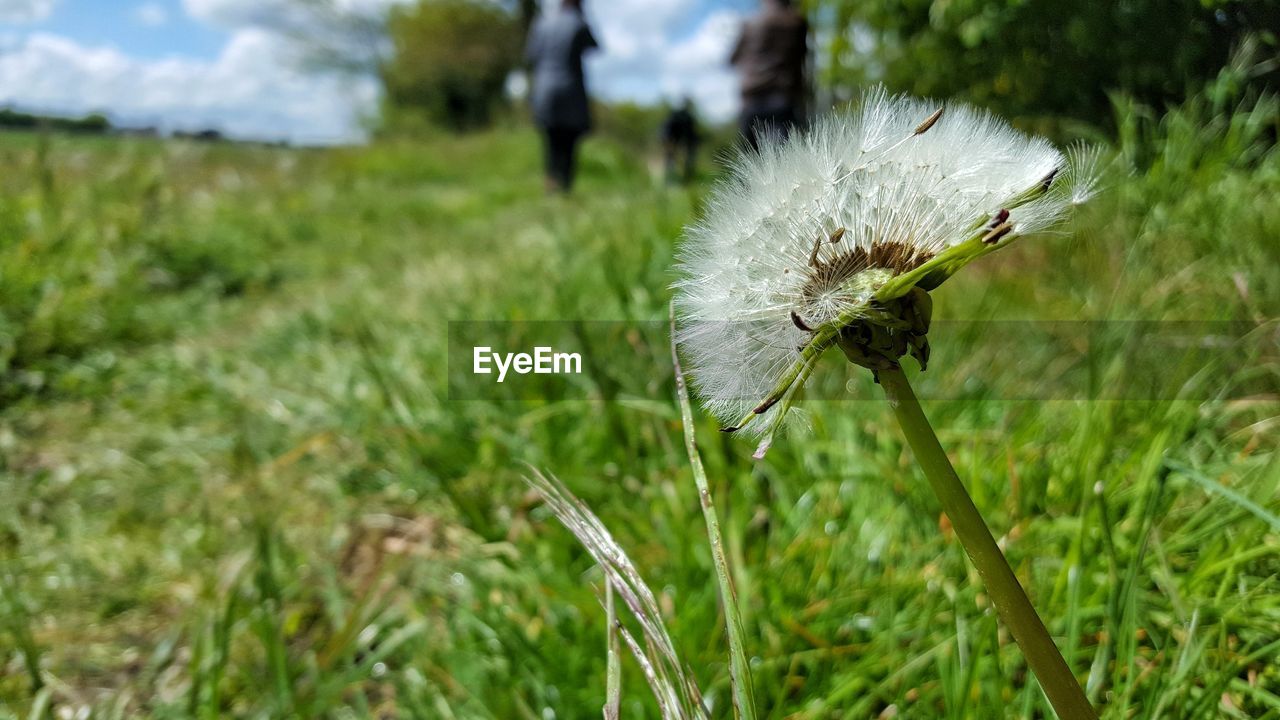 Close-up of flower on field