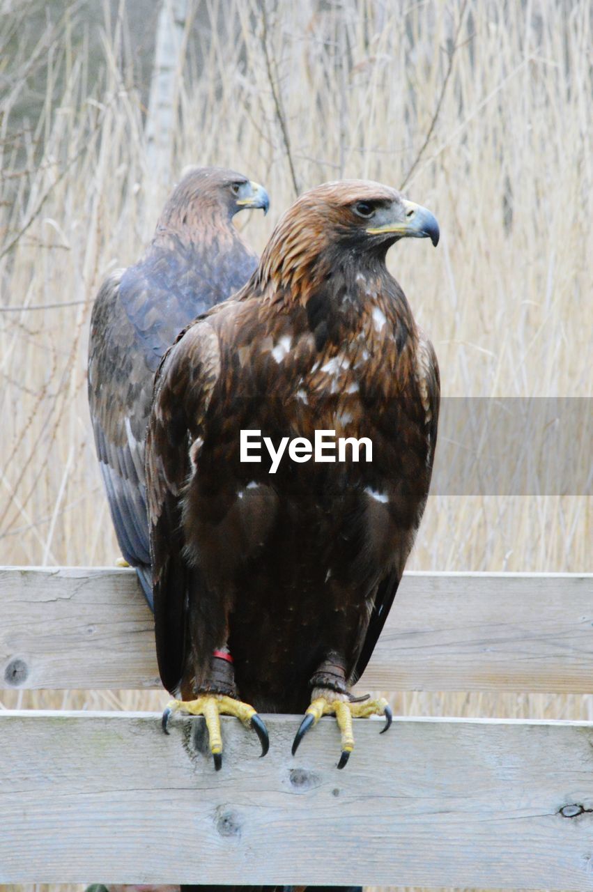 Eagle perching on wooden fence against mirror