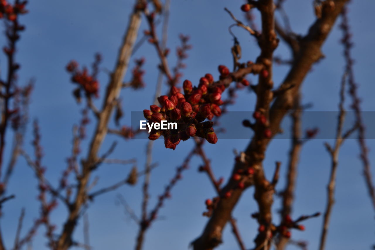 LOW ANGLE VIEW OF PINE CONES AGAINST SKY