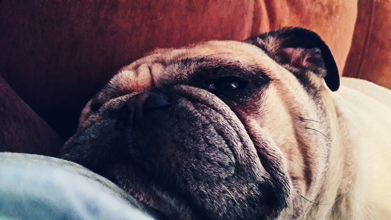 Fat pug laying on sofa