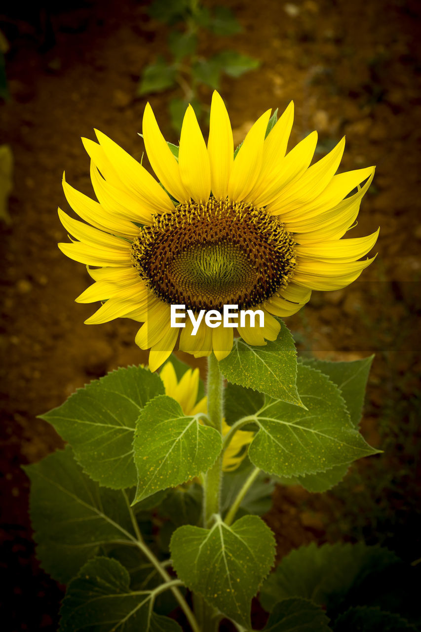 CLOSE-UP OF SUNFLOWER AGAINST YELLOW FLOWER