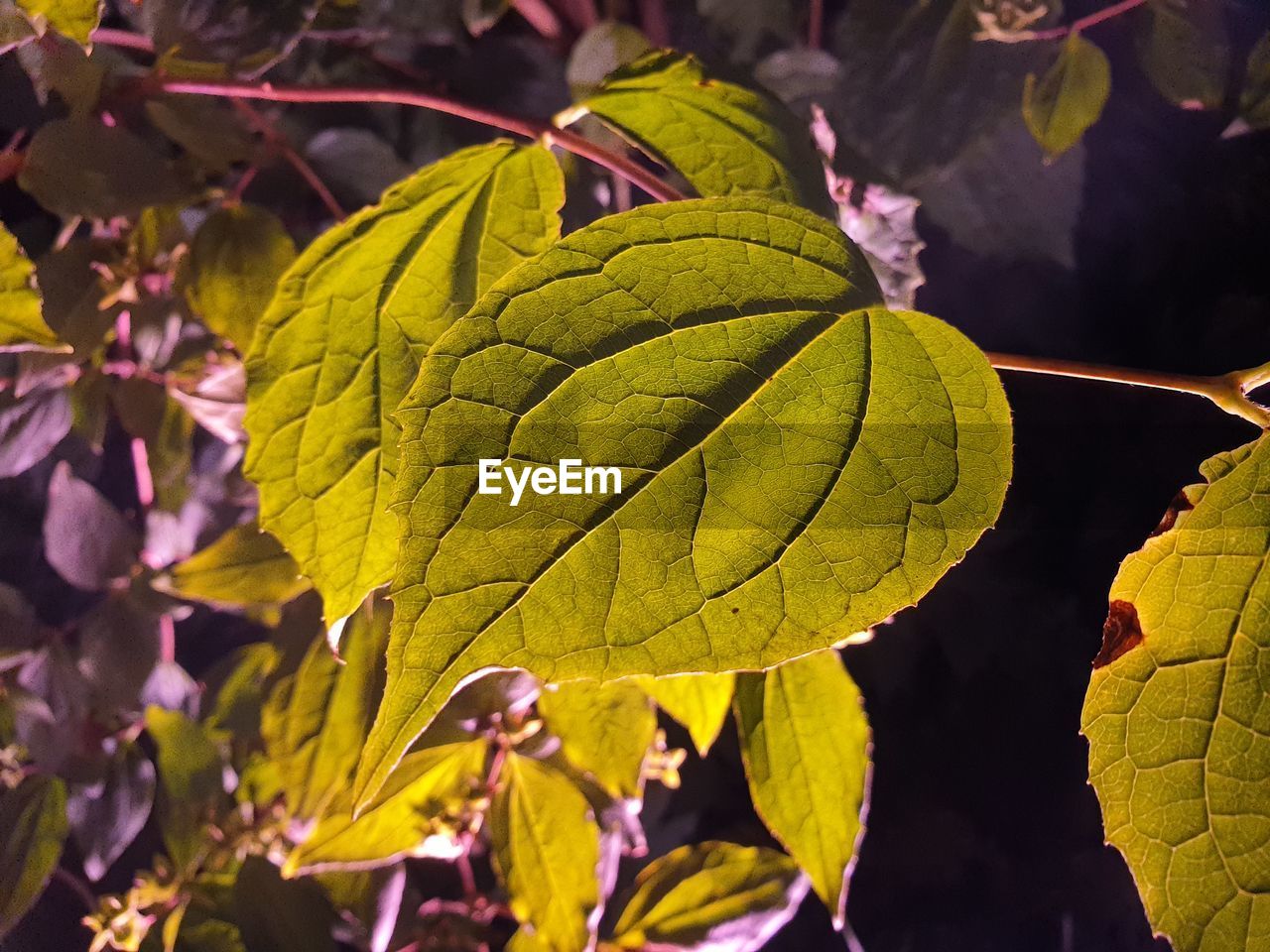 CLOSE-UP OF GREEN LEAVES