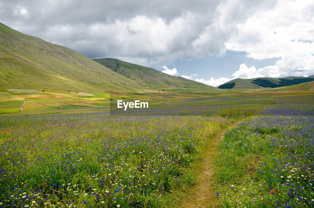 Scenic view of grassy field against sky