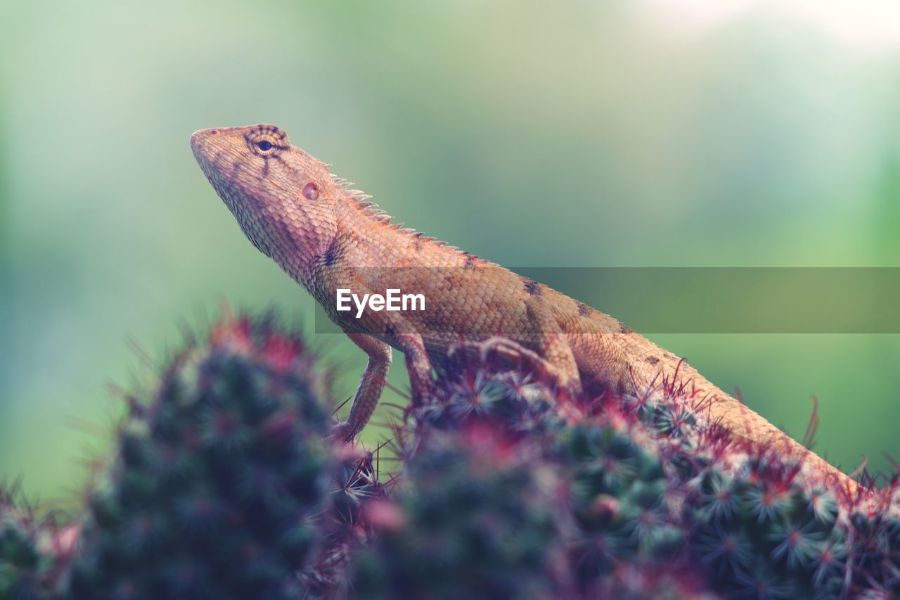 Close-up of lizard on a plant