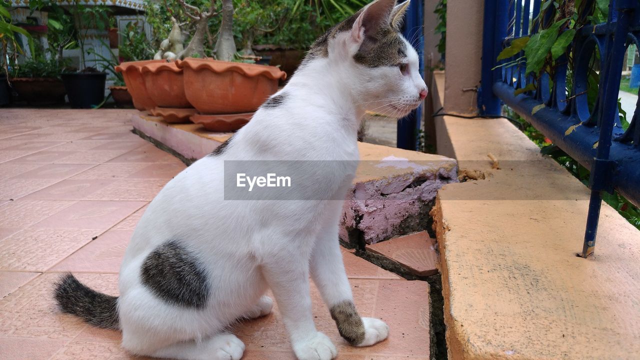 WHITE CAT SITTING ON RETAINING WALL IN YARD