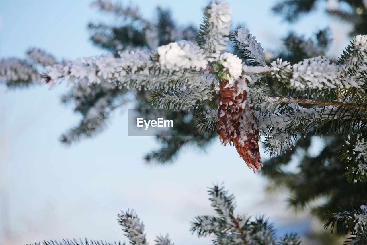 Coniferous tree in snow