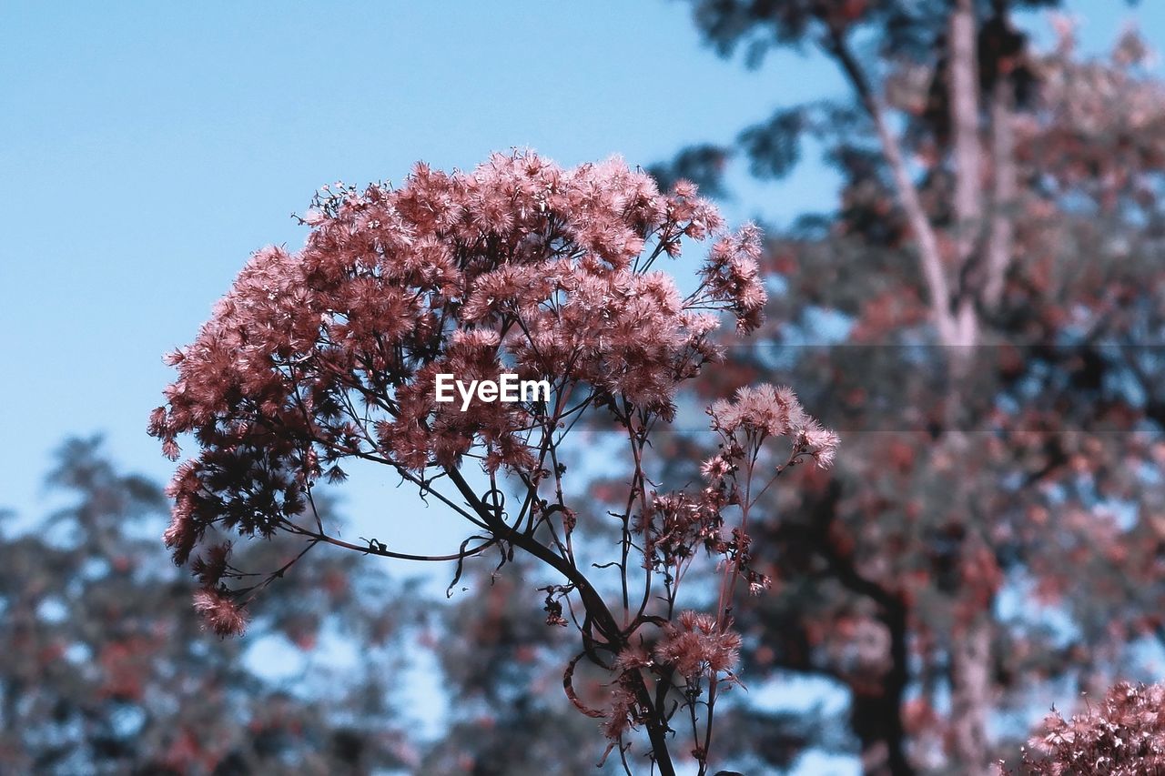 Low angle view of cherry blossoms against sky